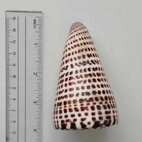 Lot of 14 Medium and Large Sea Shells 2.5" to 4" Cockle, Cowrie, Conch, Snail - Picture 6 of 14